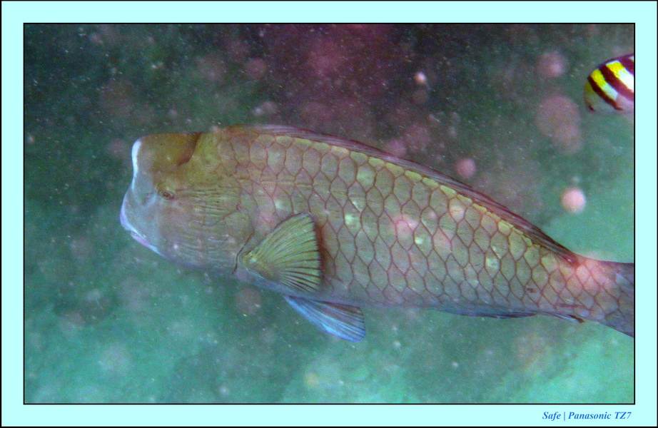 2009    07   Kapalai 21